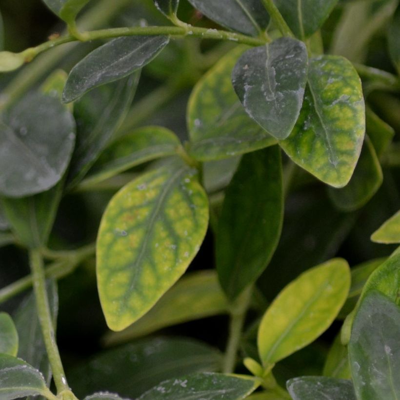 Kleines Immergrün Gertrude Jekyll - Vinca minor (Laub)