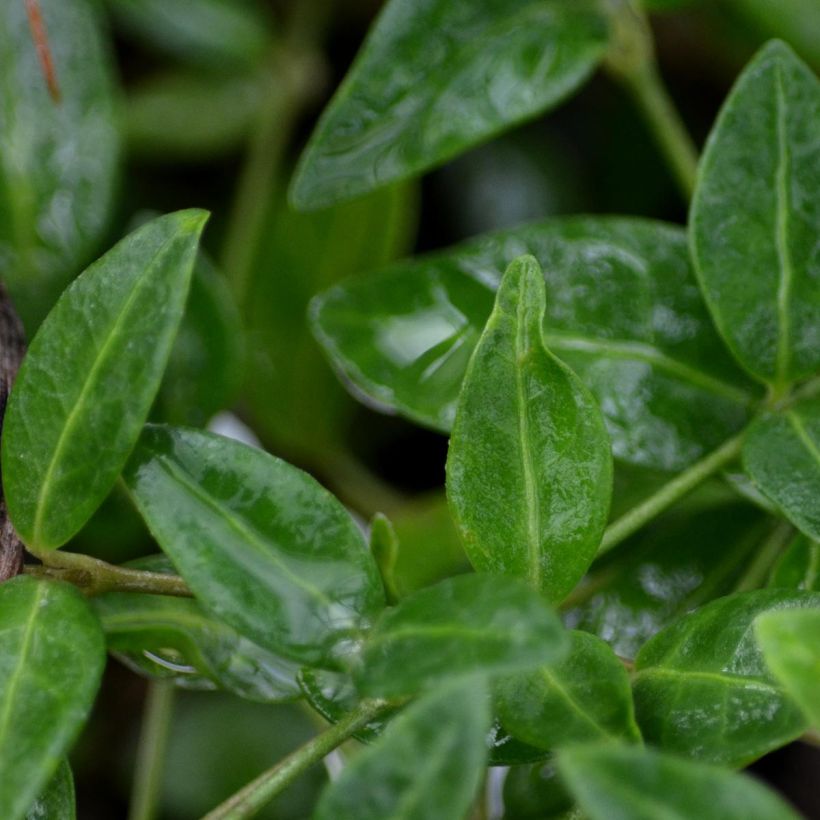 Kleines Immergrün Marie - Vinca minor (Laub)