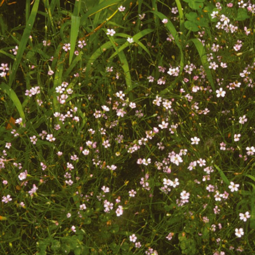 Petrorhagia saxifraga - Steinbrech-Felsennelke (Blüte)