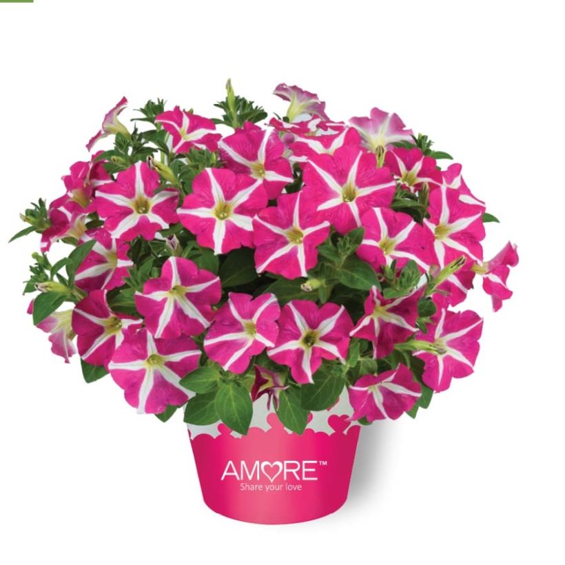 Petunia Amore Pink Hearts (Hafen)