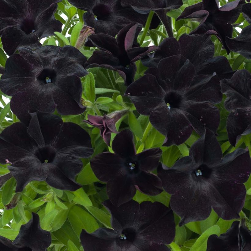 Petunia Black Ray (Blüte)