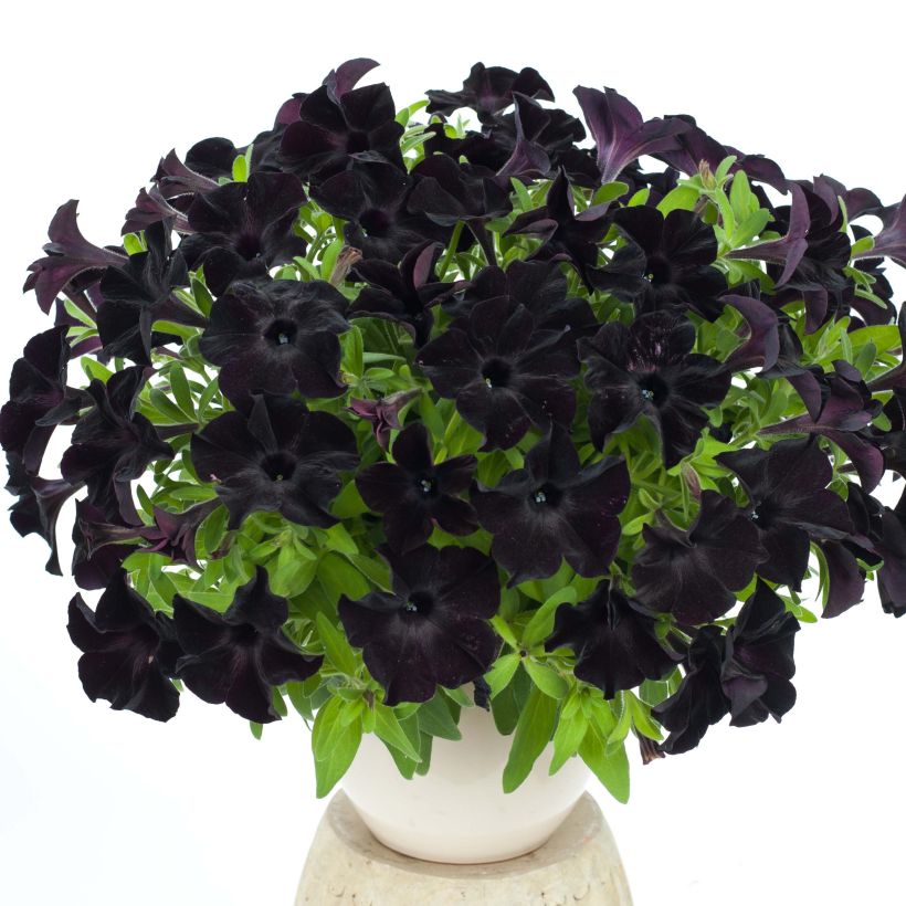 Petunia Black Ray (Hafen)