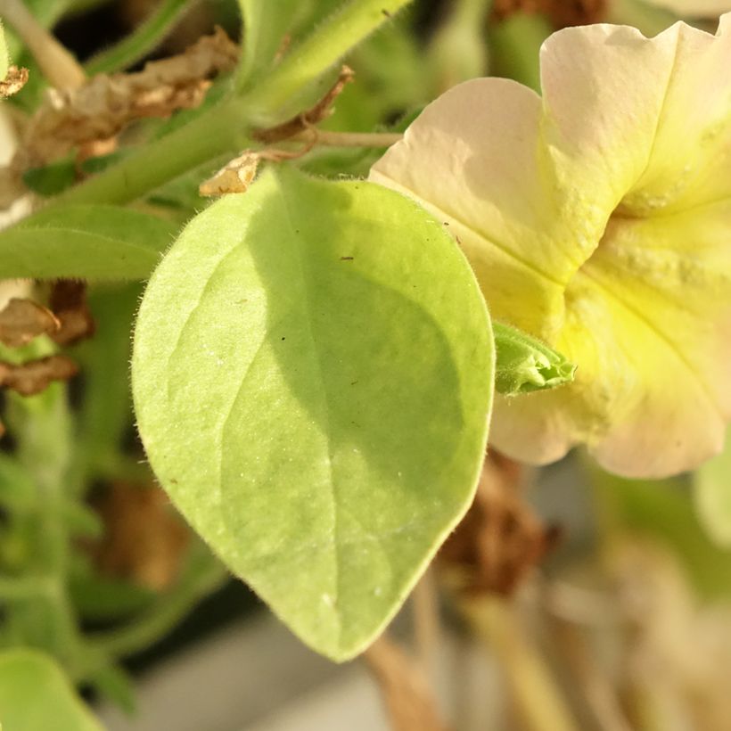 Petunia Cascadia Indian Summer (Laub)