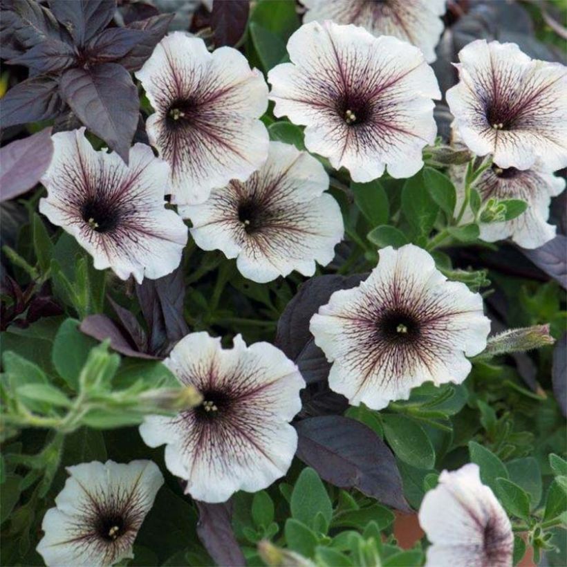 Petunia Designer Cappuccino (Blüte)