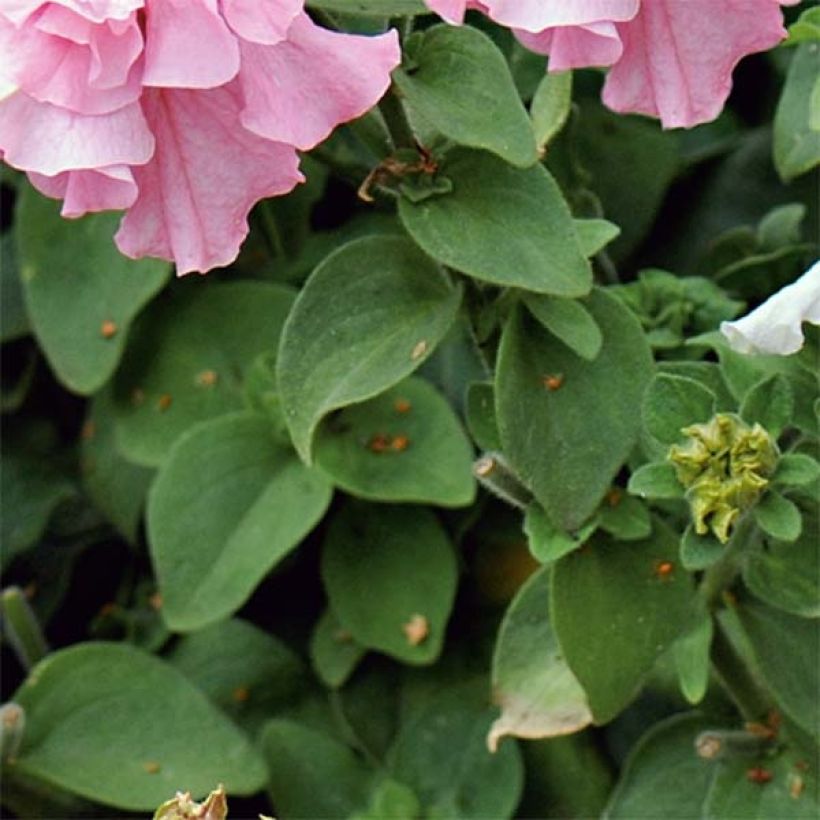 Petunia surfinia Cassandra Mix (Laub)