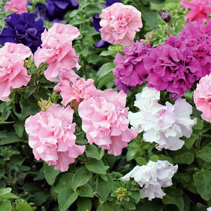 Petunia surfinia Cassandra Mix (Hafen)