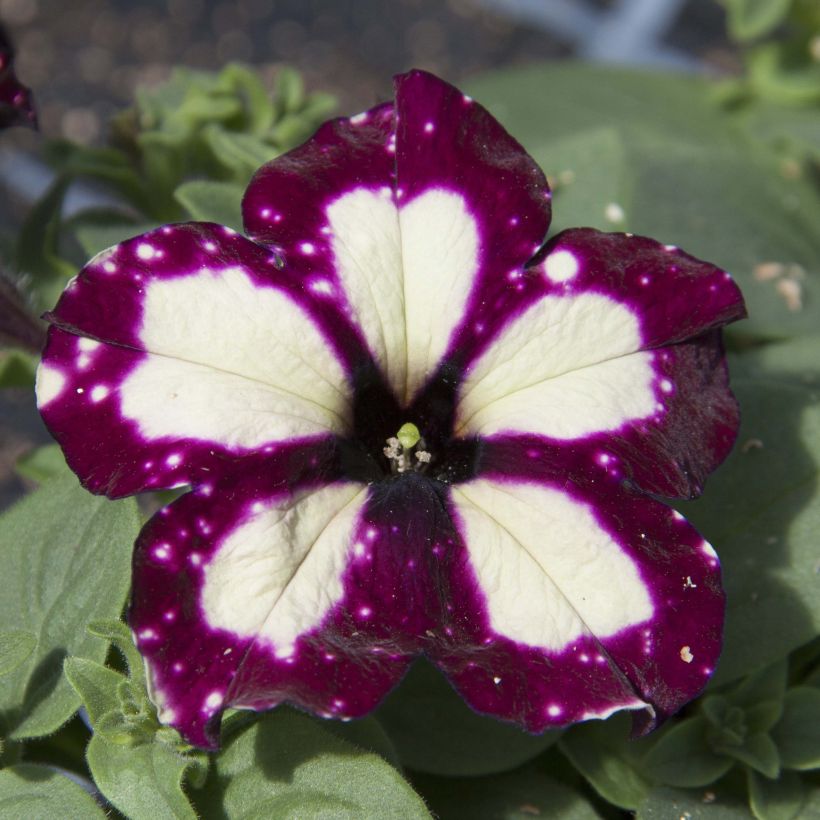 Petunia Lightning Sky (Blüte)