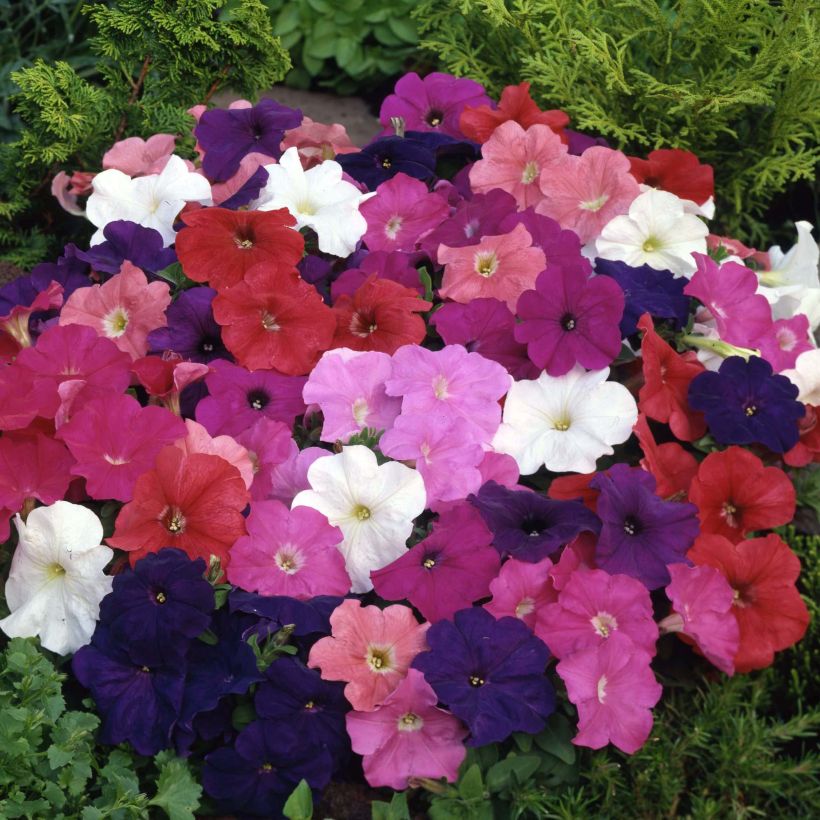 Petunia Mambo Mix (Blüte)