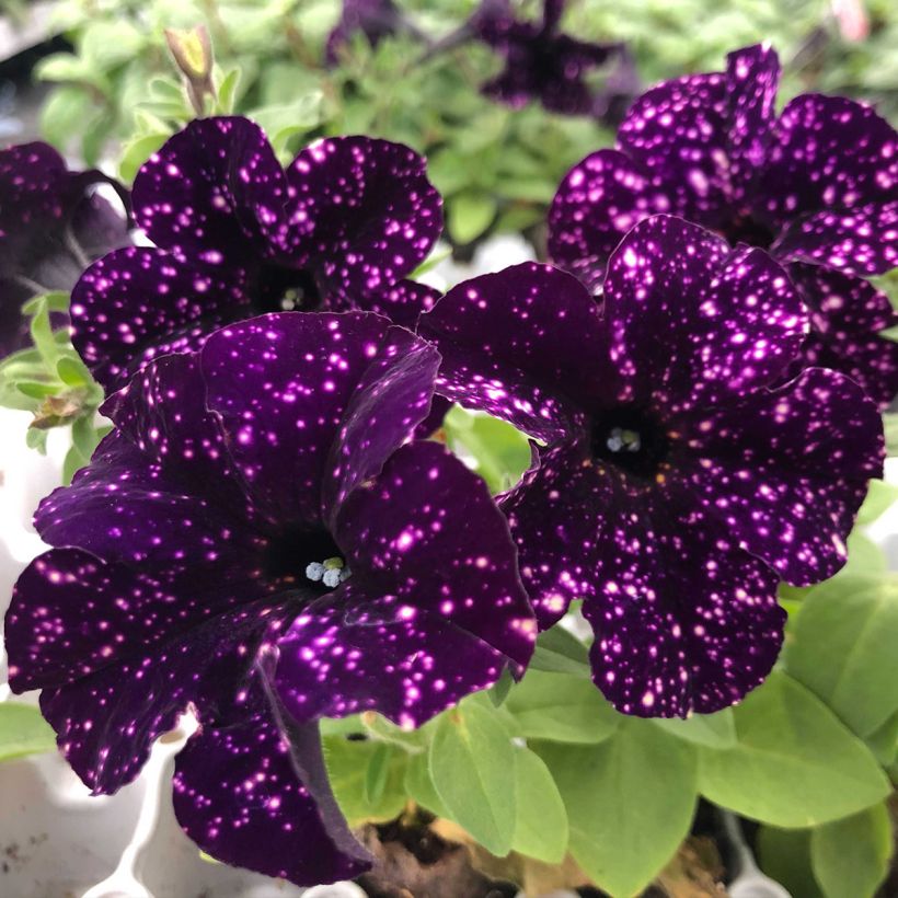 Petunia Mystery Sky (Blüte)