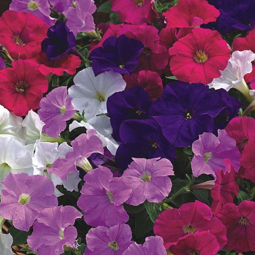 Petunia Picobella Cascade (Blüte)