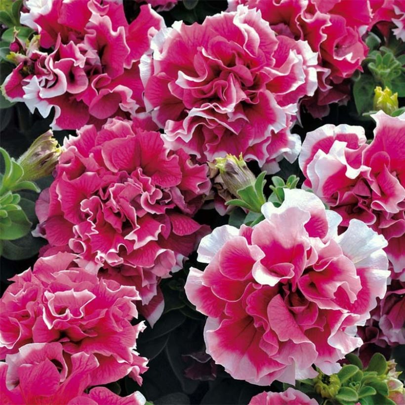 Petunia Pirouette rose (Blüte)