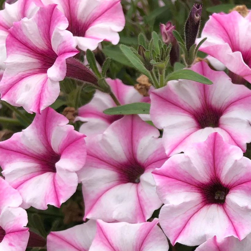 Petunia Supertunia Pink Star (Blüte)