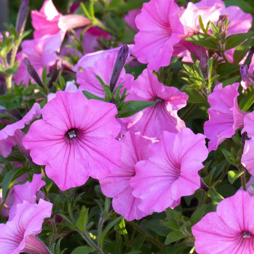 Petunia Supertunia Vista Bubblegum (Blüte)