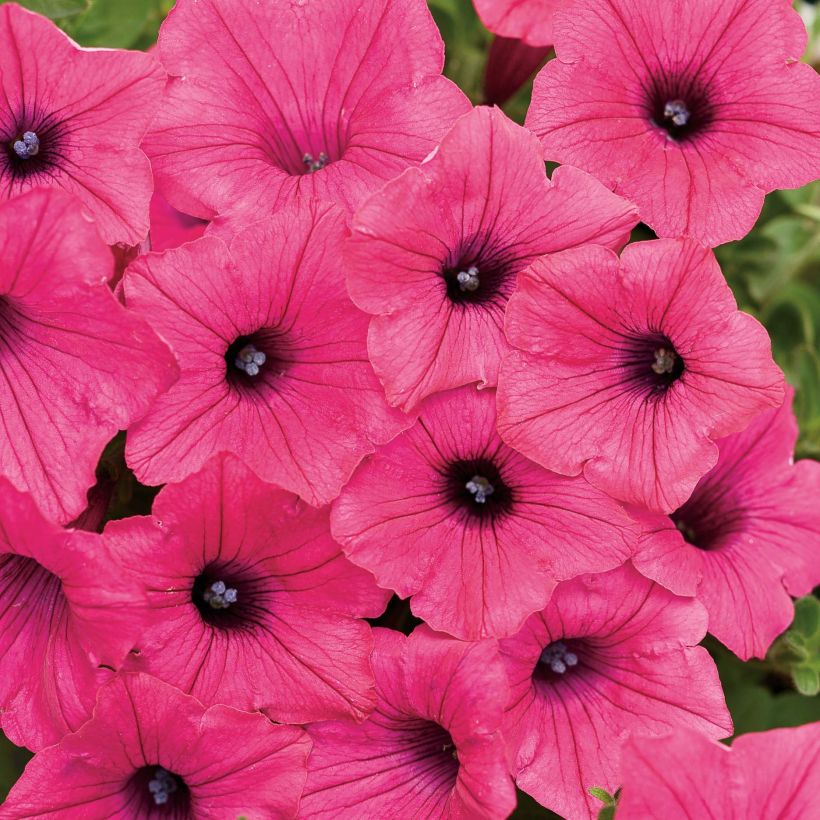 Petunia Supertunia Vista Fuchsia (Blüte)