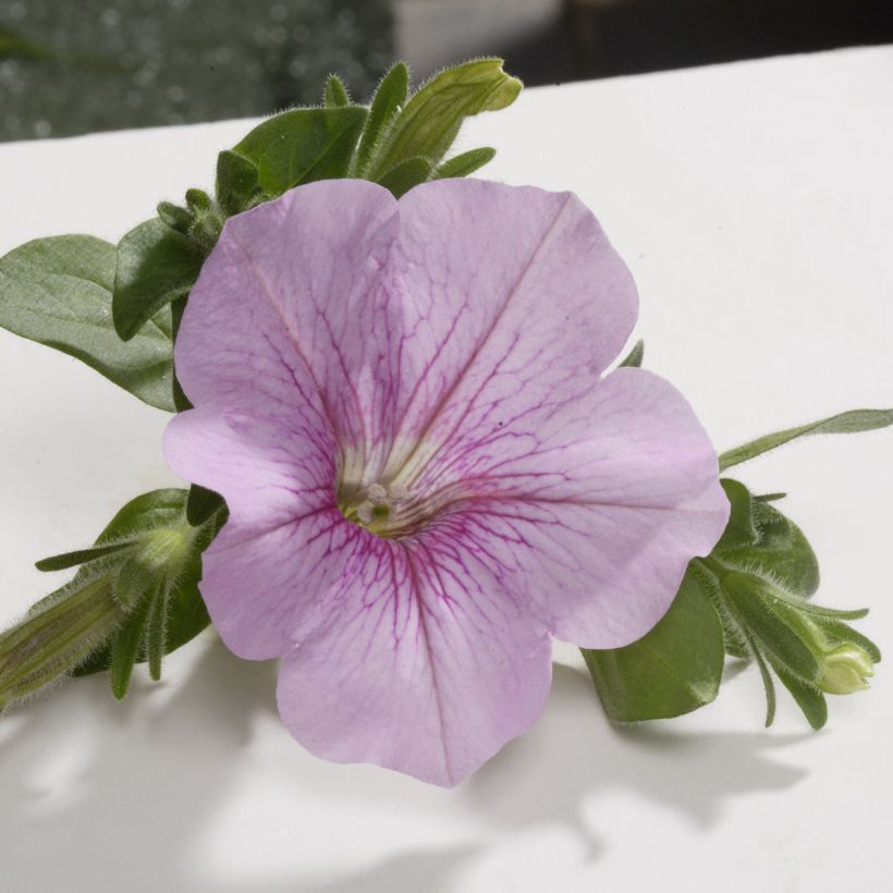 Petunia surfinia Sweet Pink (Blüte)