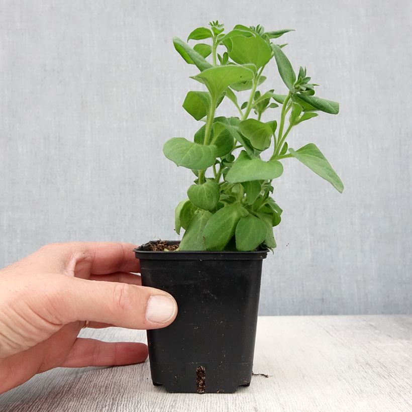 Exemplar von Petunia surfinia Tumbelina Candyfloss wie im Frühjahr geliefert