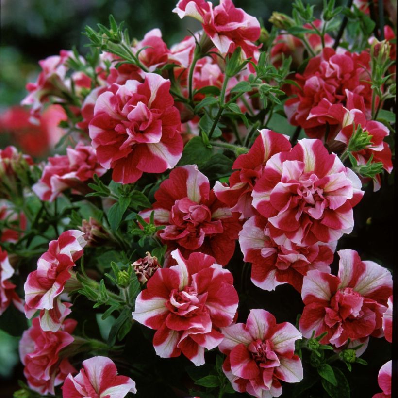 Petunia Tumbelina Cherry Ripple (Blüte)