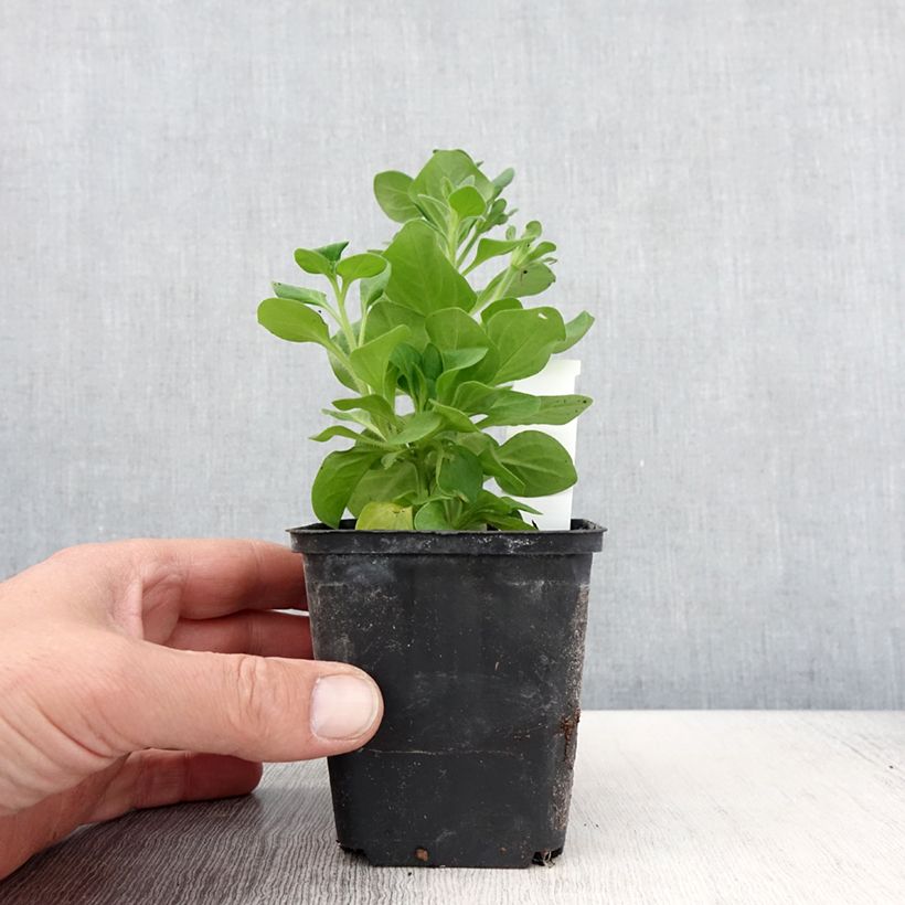 Exemplar von Petunia Tumbelina Diana double blanc - pot de 10/11cm wie im Frühjahr geliefert