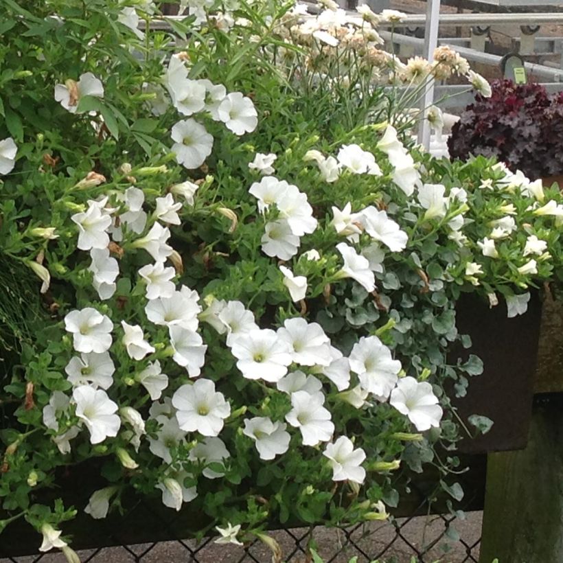 Petunia surfinia Snow (Hafen)