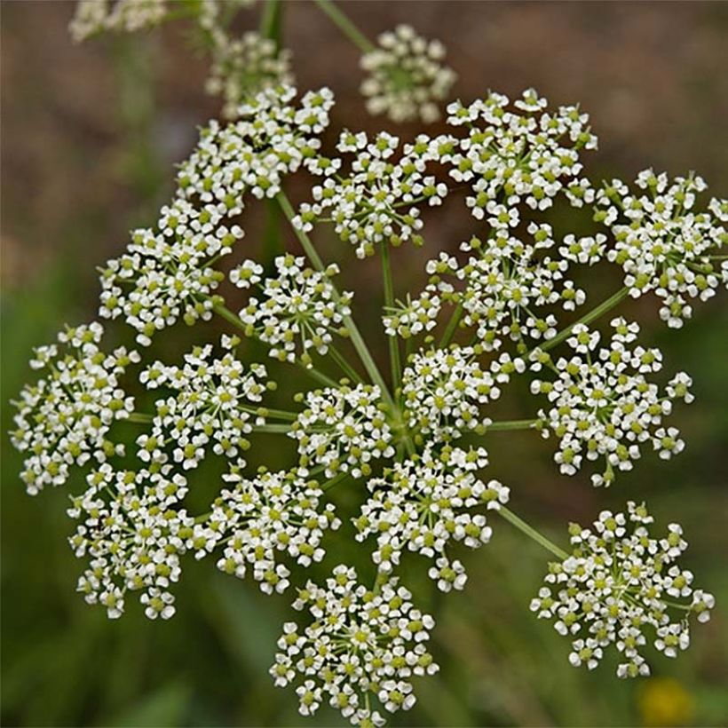 Raibl-Haarstrang - Peucedanum rablense (Blüte)