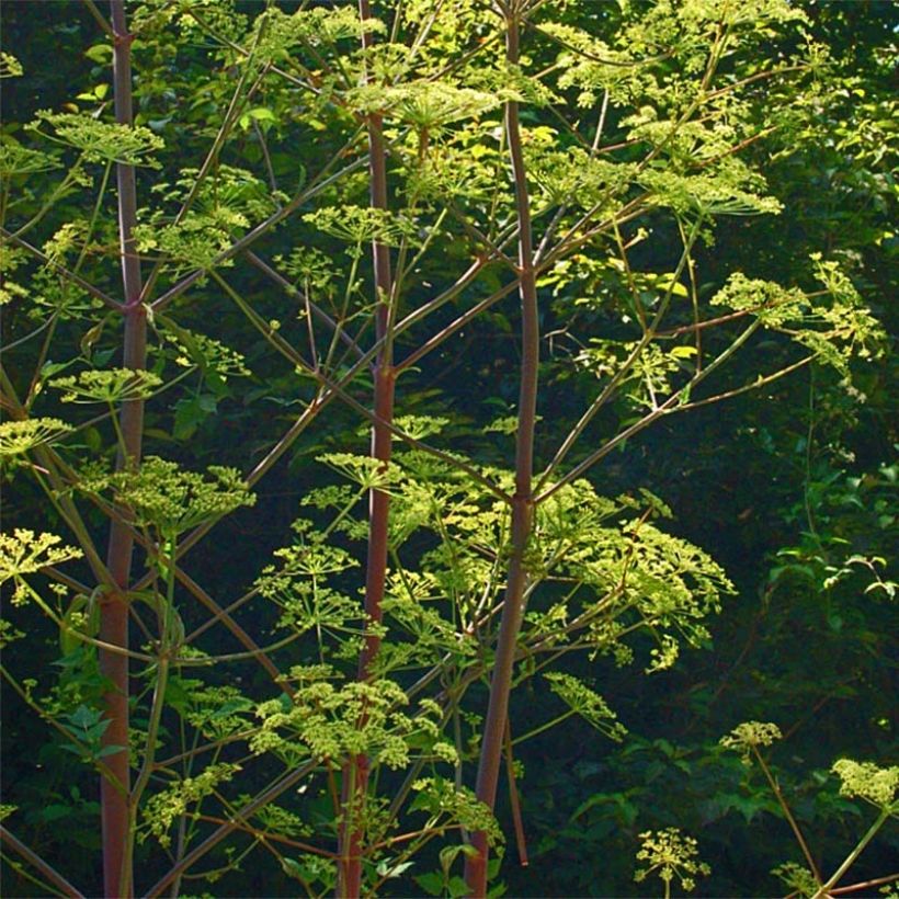 Riesen-Haarstrang - Peucedanum verticillare (Hafen)