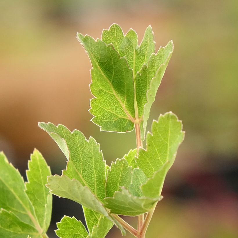 Riesen-Haarstrang - Peucedanum verticillare (Laub)