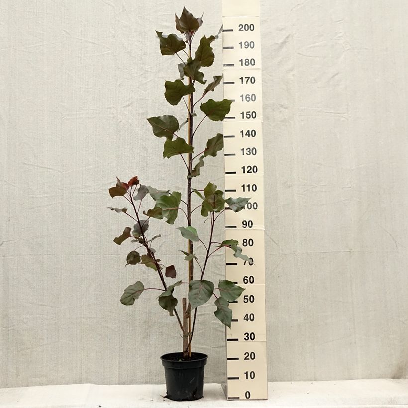 Exemplar von Peuplier Fuego - Populus deltoides Fuego Pot de 7,5L/10L wie im Sommer geliefert