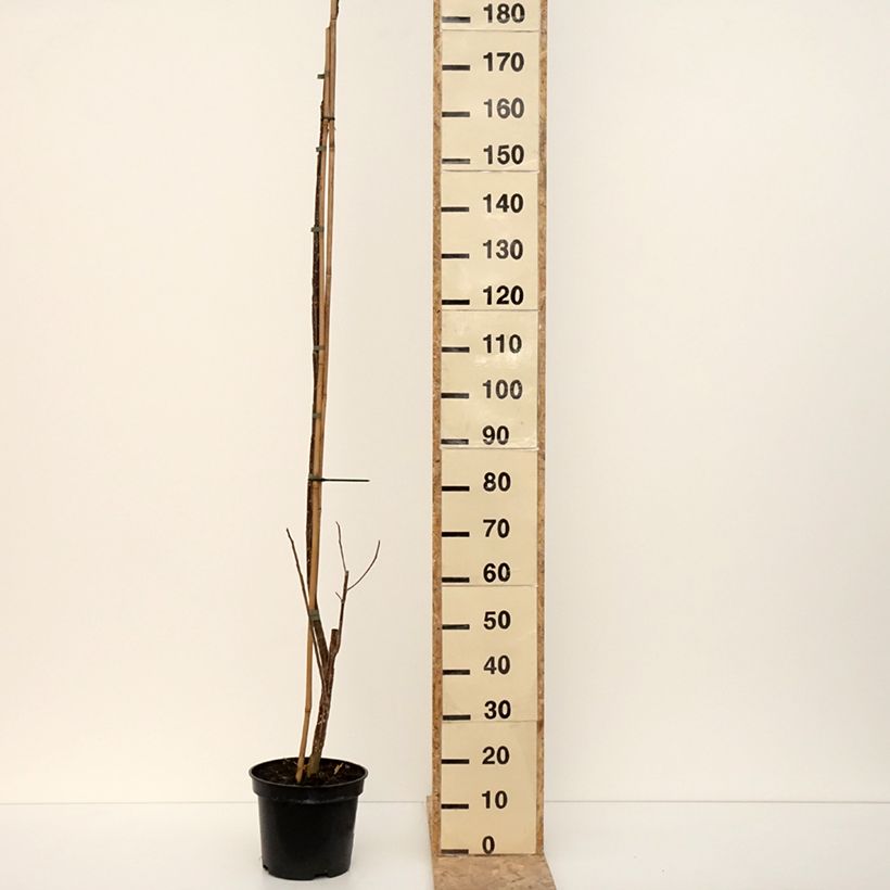 Exemplar von Virginische Pappel Fuego - Populus deltoides Topf mit 7,5L/10LGelieferte Höhe ca. 120/140cm wie im Winter geliefert