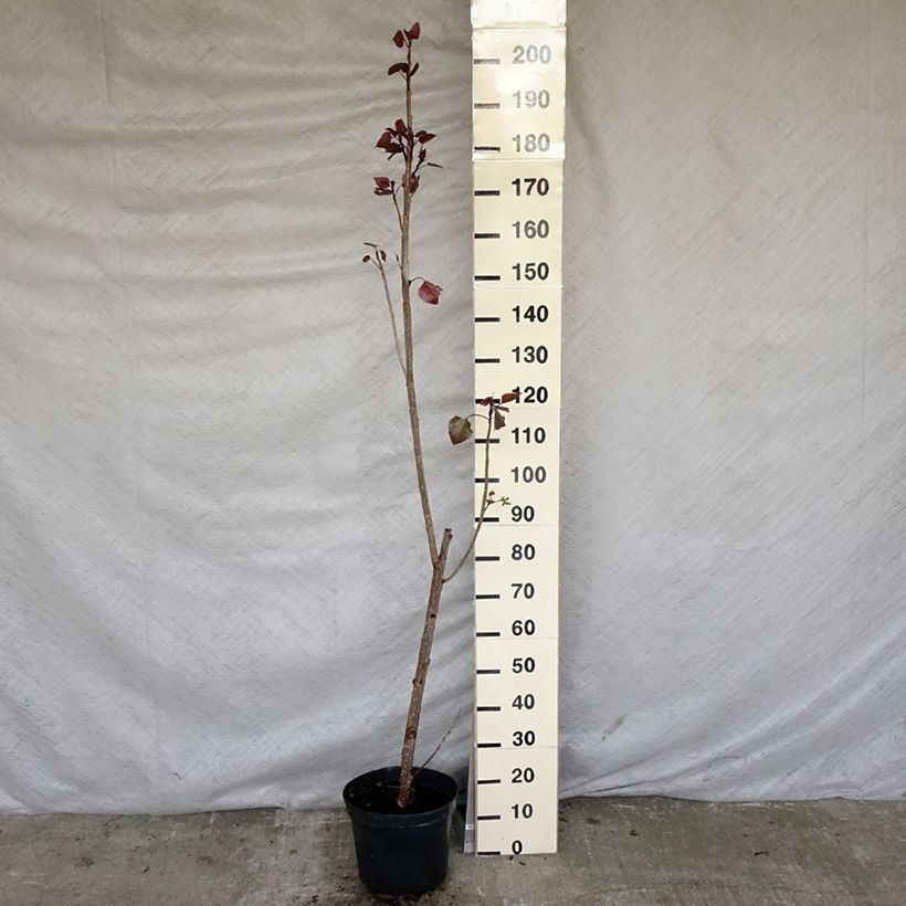 Exemplar von Virginische Pappel Purple Tower - Populus deltoides Topf mit 7,5L/10LGelieferte Höhe ca. 80cm wie im Frühjahr geliefert