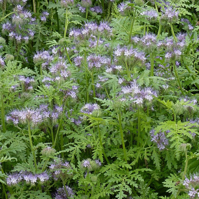 Büschelschön (Grüner Dünger) - Phacelia tanacetifolia (Hafen)