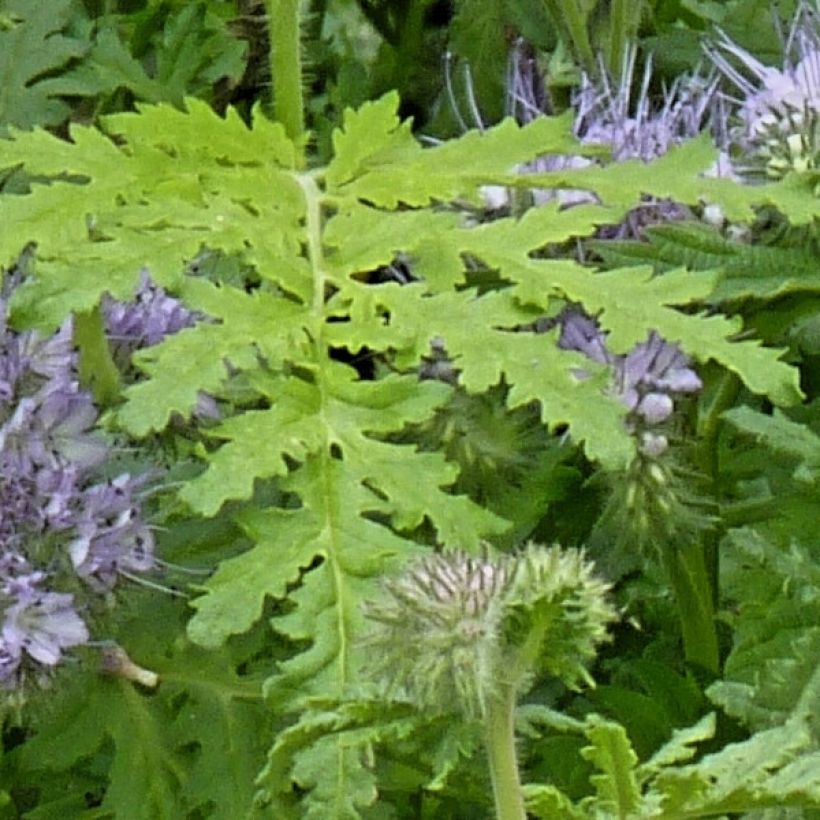 Büschelschön (Grüner Dünger) - Phacelia tanacetifolia (Laub)