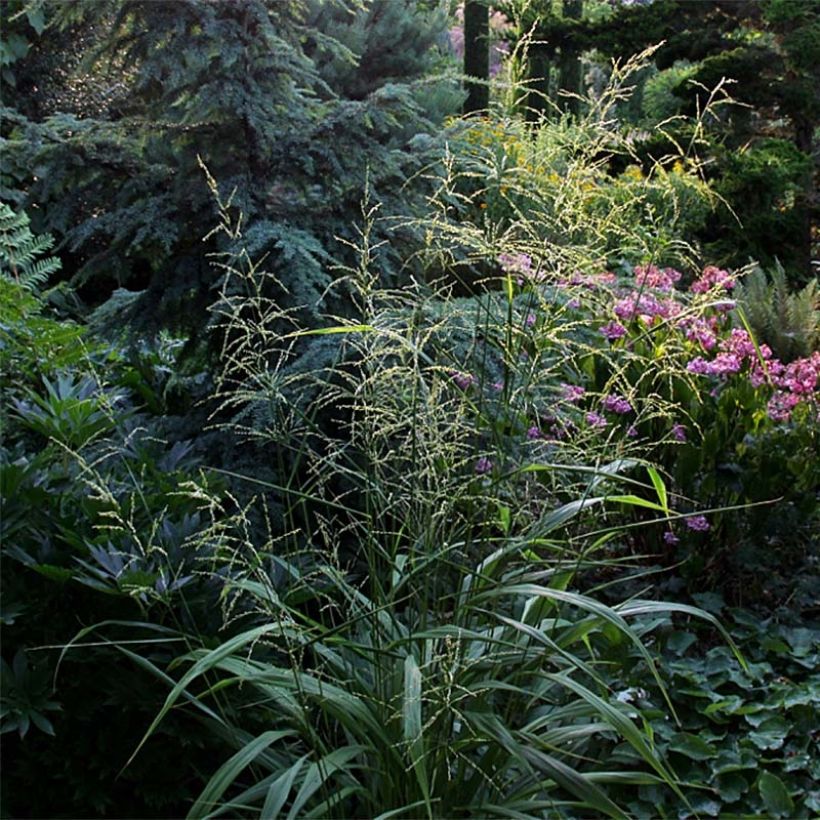 Phaenosperma globosa - Wasserfallhirse (Hafen)