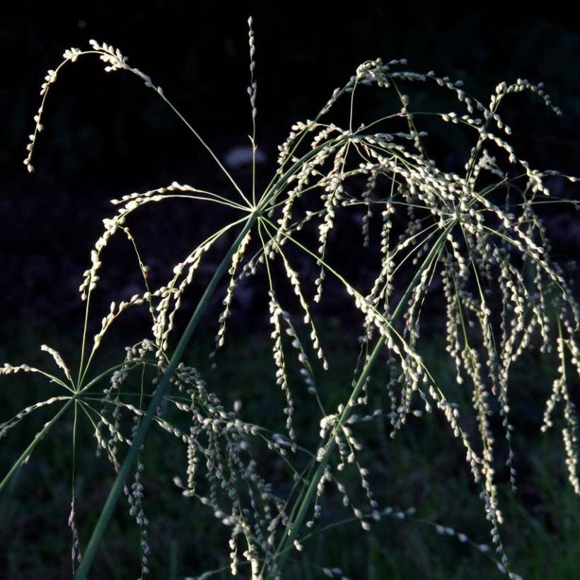 Phaenosperma globosa - Wasserfallhirse (Blüte)