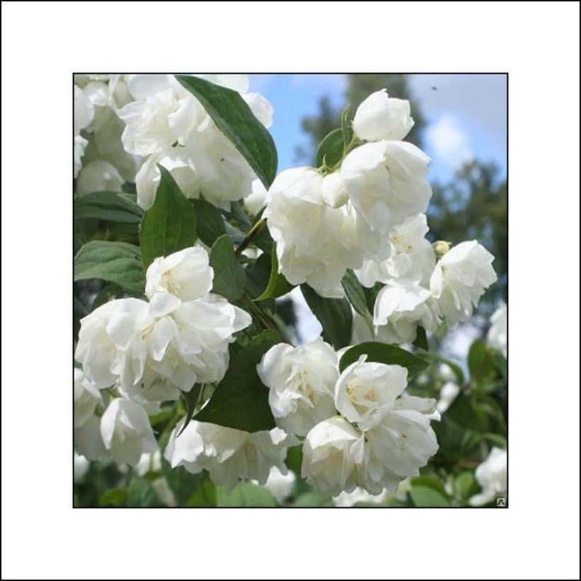 Gefüllter Gartenjasmin Albâtre - Philadelphus virginalis (Blüte)