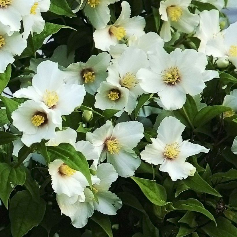 Pfeifenstrauch Belle Etoile - Philadelphus (Blüte)