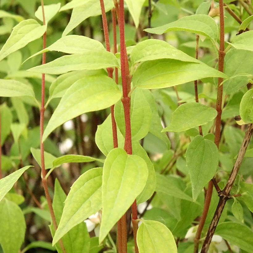 Pfeifenstrauch Dame Blanche - Philadelphus (Laub)