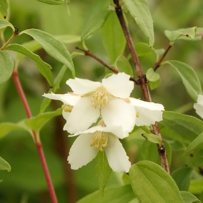 Pfeifenstrauch Dame Blanche - Philadelphus (Blüte)