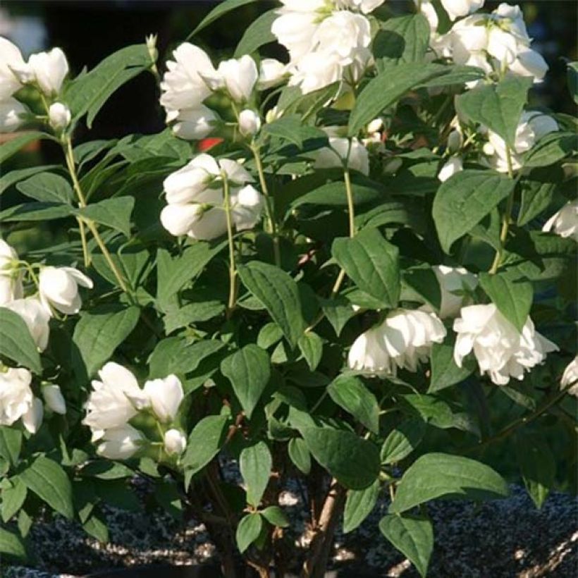 Pfeifenstrauch Little White Love - Philadelphus (Laub)