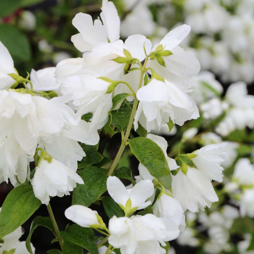 Pfeifenstrauch Little White Love - Philadelphus (Blüte)