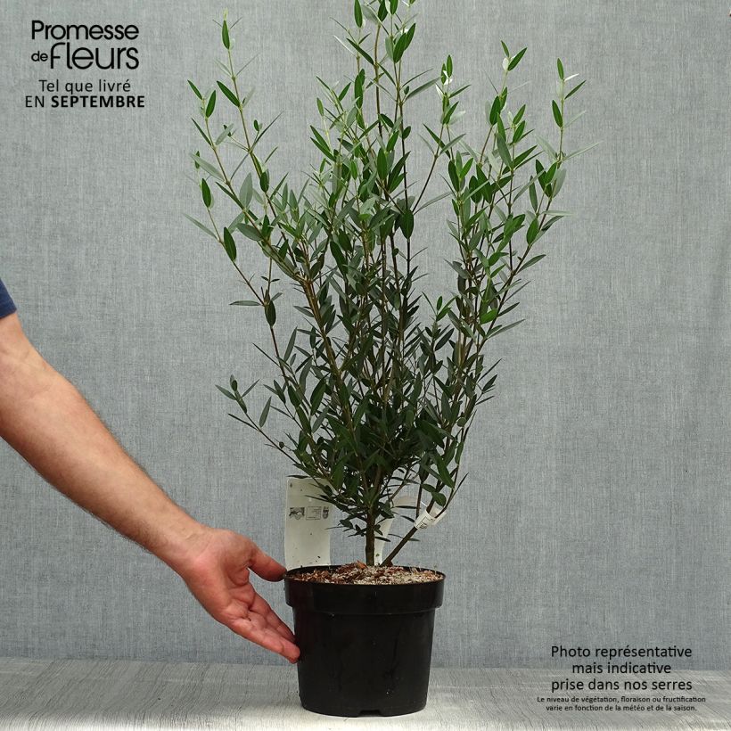 Exemplar von Phillyrea angustifolia - Filaire à feuilles étroites Pot de 2L/3L wie im Herbst geliefert