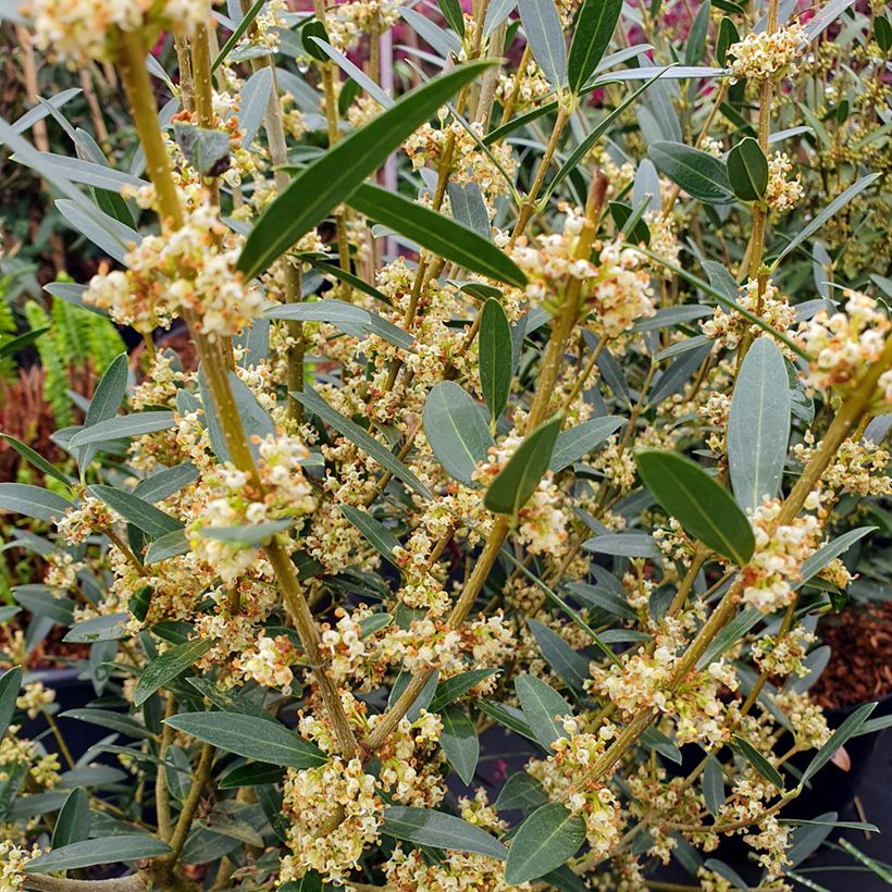 Phillyrea angustifolia GreenQuick (Blüte)