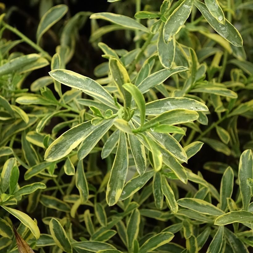 Eriostemon myoporoides Gold Touch - Langblättrige Wachsblume (Laub)