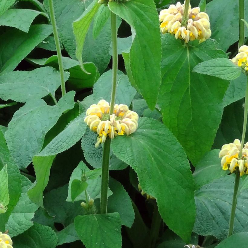 Phlomis russeliana - Syrisches Brandkraut (Laub)