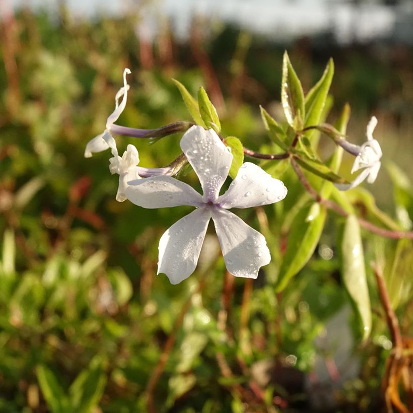 Wald-Phlox White Perfume - Phlox divaricata (Blüte)