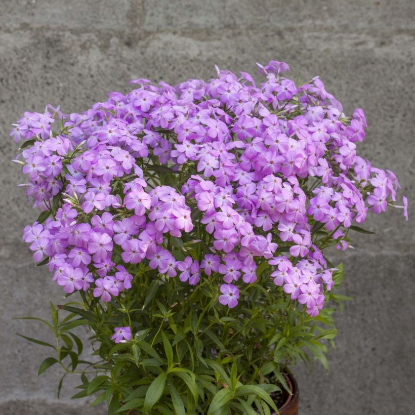 Flammenblume Forever Pink - Phlox (Hafen)