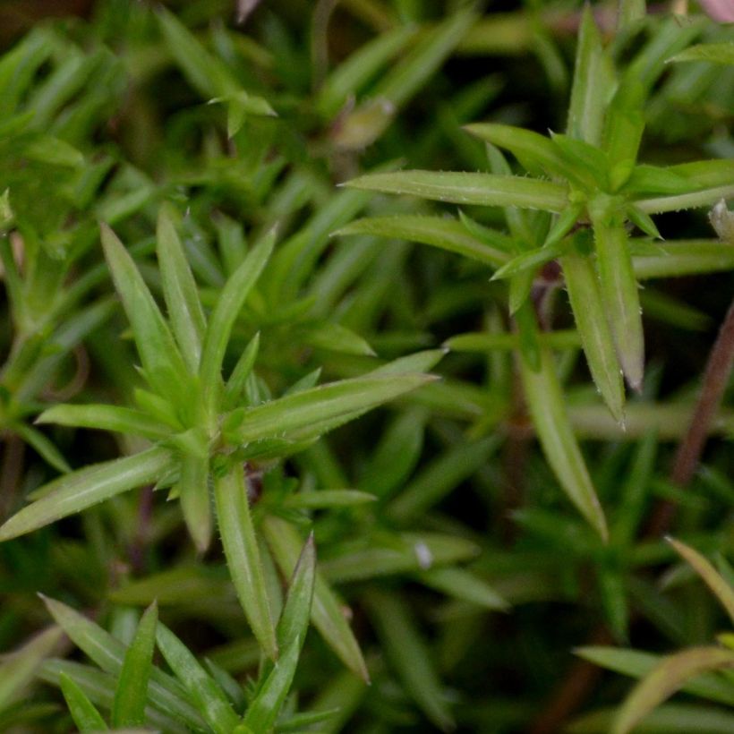 Pfriemenförmiger Phlox Candy Stripes - Phlox subulata (Laub)