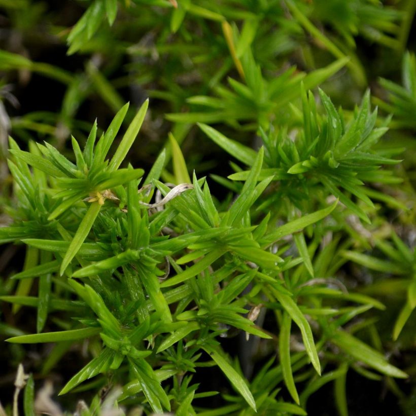 Pfriemenförmiger Phlox Moerheimii - Phlox subulata (Laub)