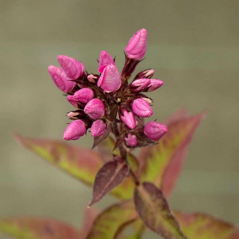 Hohe Flammenblume Butonik - Phlox paniculata (Blüte)