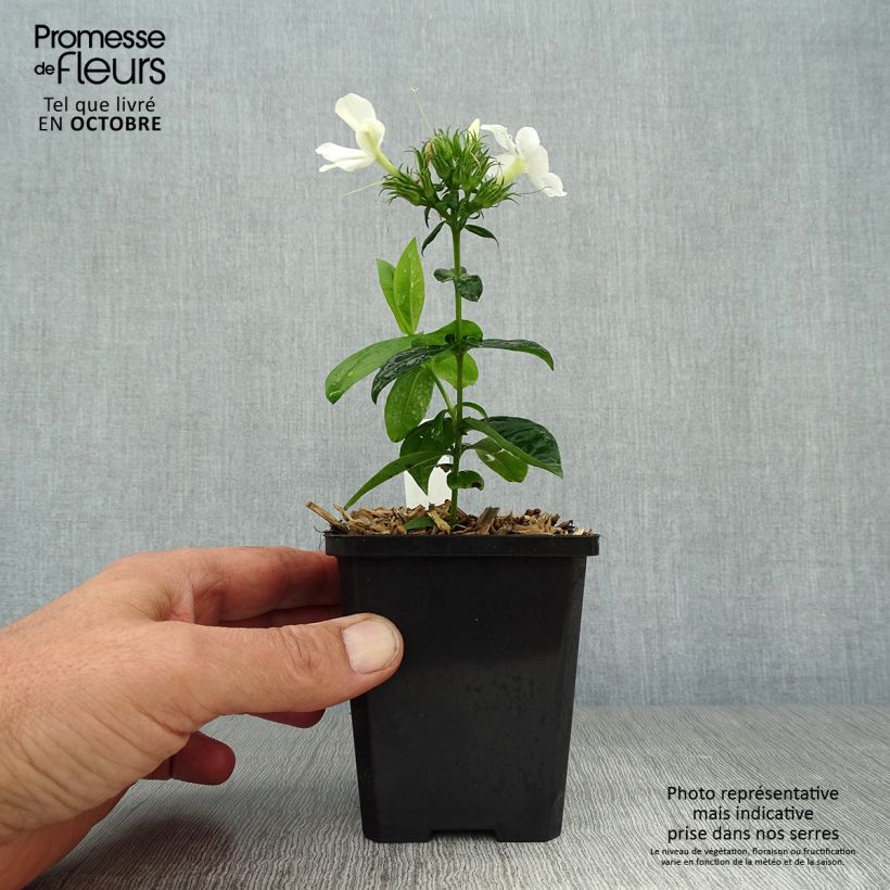 Exemplar von Phlox paniculata David Godet de 9cm wie im Herbst geliefert