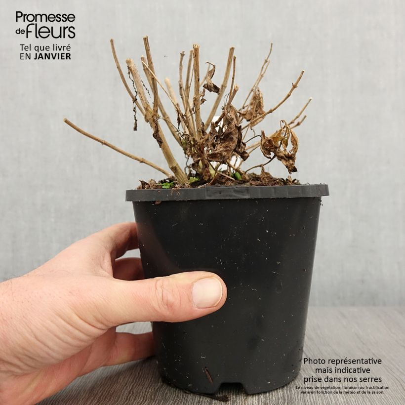 Exemplar von Phlox paniculata David - Pot de 1.5L/2L wie im Winter geliefert